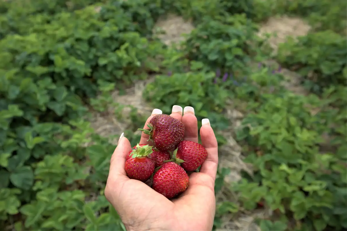 Main tenant des fraises dans un champ