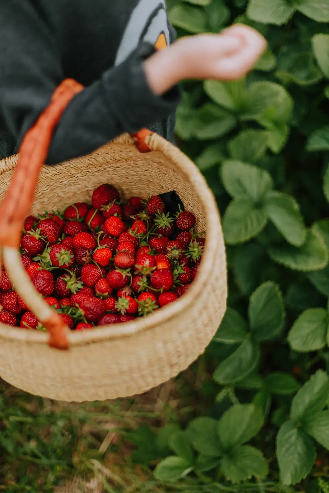 Panier en osier rempli de fraises au milieu des feuilles